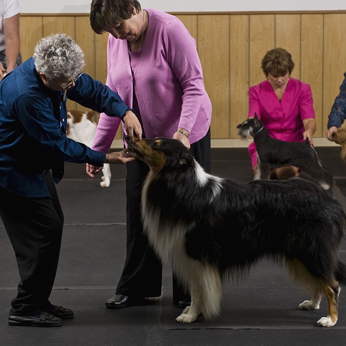 Woman examining dog at a dog club